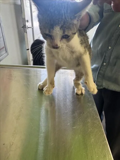 A baby medium-sized female Domestic Short Hair cat named 4 for adoption in Los Angeles, CA