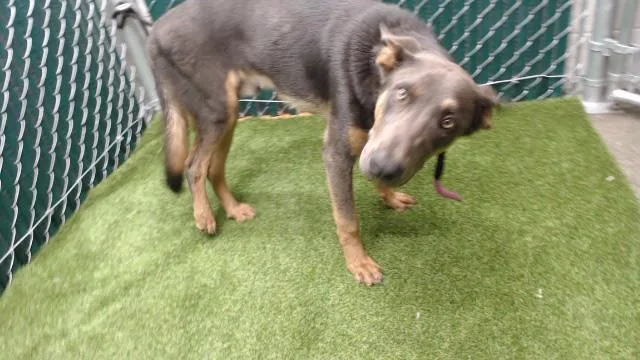 A young medium-sized male German Shepherd Dog dog named River for adoption in Downey, CA