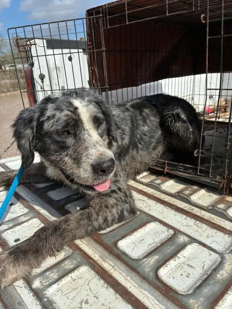 An adult medium-sized male Merle (Blue) Catahoula Leopard Dog dog named Drako for adoption in Fort Collins, CO