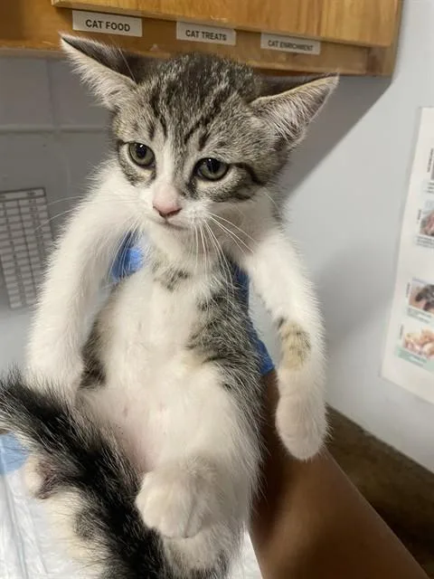 A baby small-sized female Domestic Short Hair cat named Charlie for adoption in Tallahassee, FL