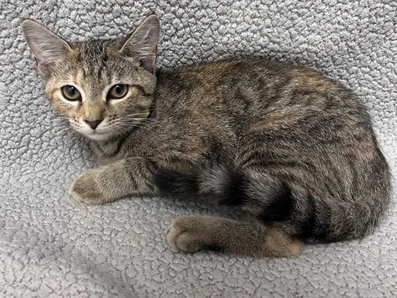 A baby medium-sized female Domestic Short Hair cat named Bramble for adoption in Madison, GA