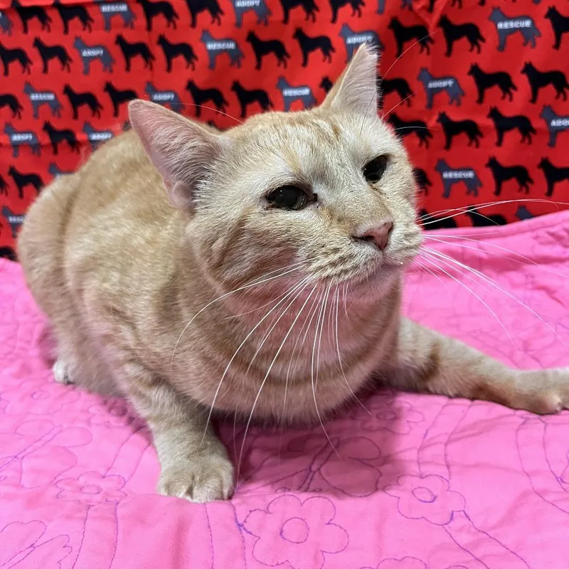 Orange Billy