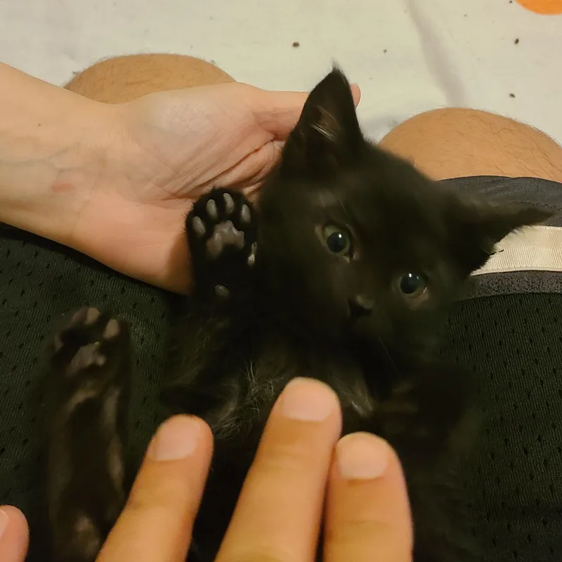 A baby small-sized female Black Domestic Short Hair cat named Tserendolgor  Winterville  for adoption in Greensboro, GA