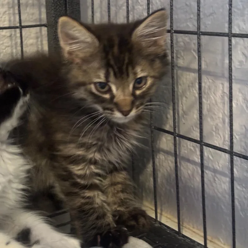 A baby small-sized female Brown / Chocolate Domestic Short Hair cat named Willow for adoption in Midland, TX