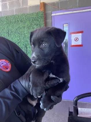 A baby small-sized male Black Mixed Breed dog named 60827355 for adoption in El Paso, TX