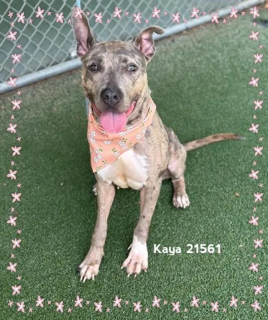 A young medium-sized female Merle (Blue) Catahoula Leopard Dog dog named Kaya for adoption in Marietta, GA