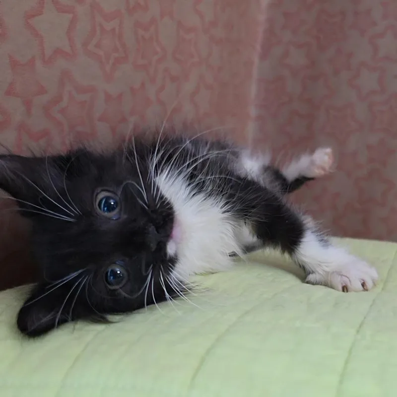 A baby small-sized female Black Domestic Medium Hair cat named Sweet Caroline for adoption in Fredericksburg, VA