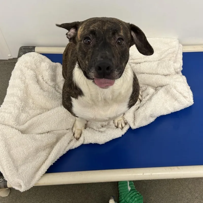 Roulette thumbnail 4