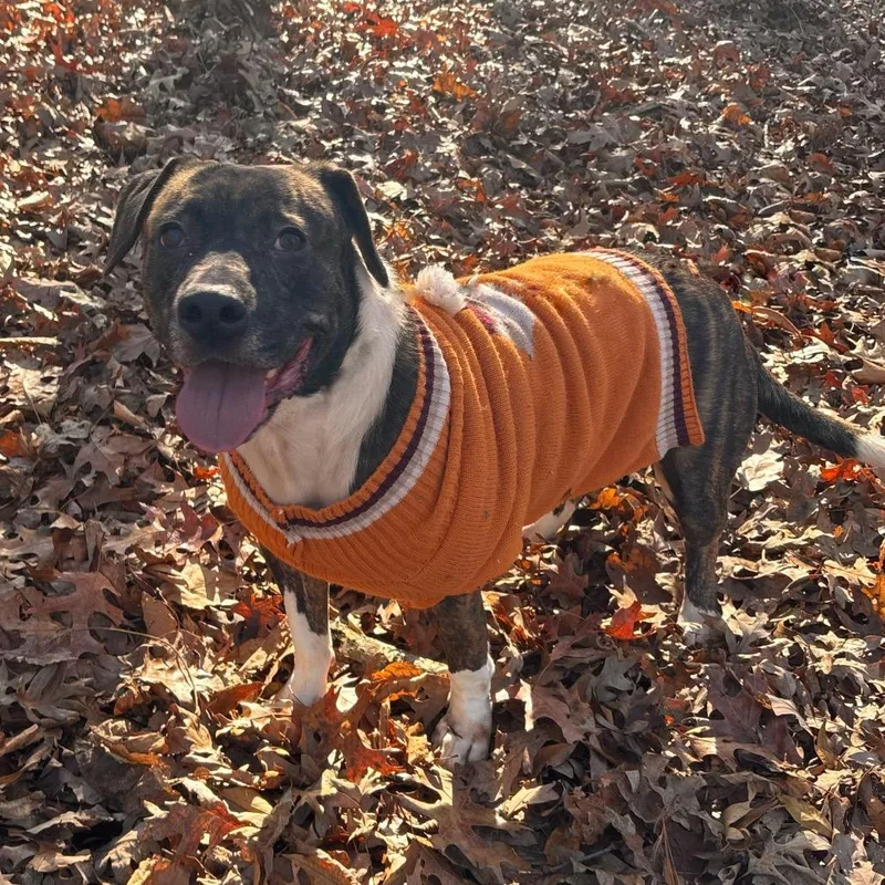 Roulette thumbnail 6