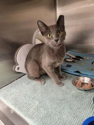 An adult medium-sized female Domestic Short Hair cat named Shadow for adoption in Fergus Falls, MN