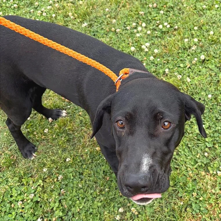 A young medium-sized female Black Mixed Breed dog named Python for adoption in Chattanooga, TN