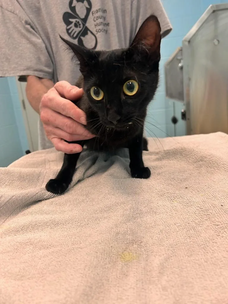 An adult medium-sized female Domestic Short Hair cat named Ophelia for adoption in Frankfort, KY