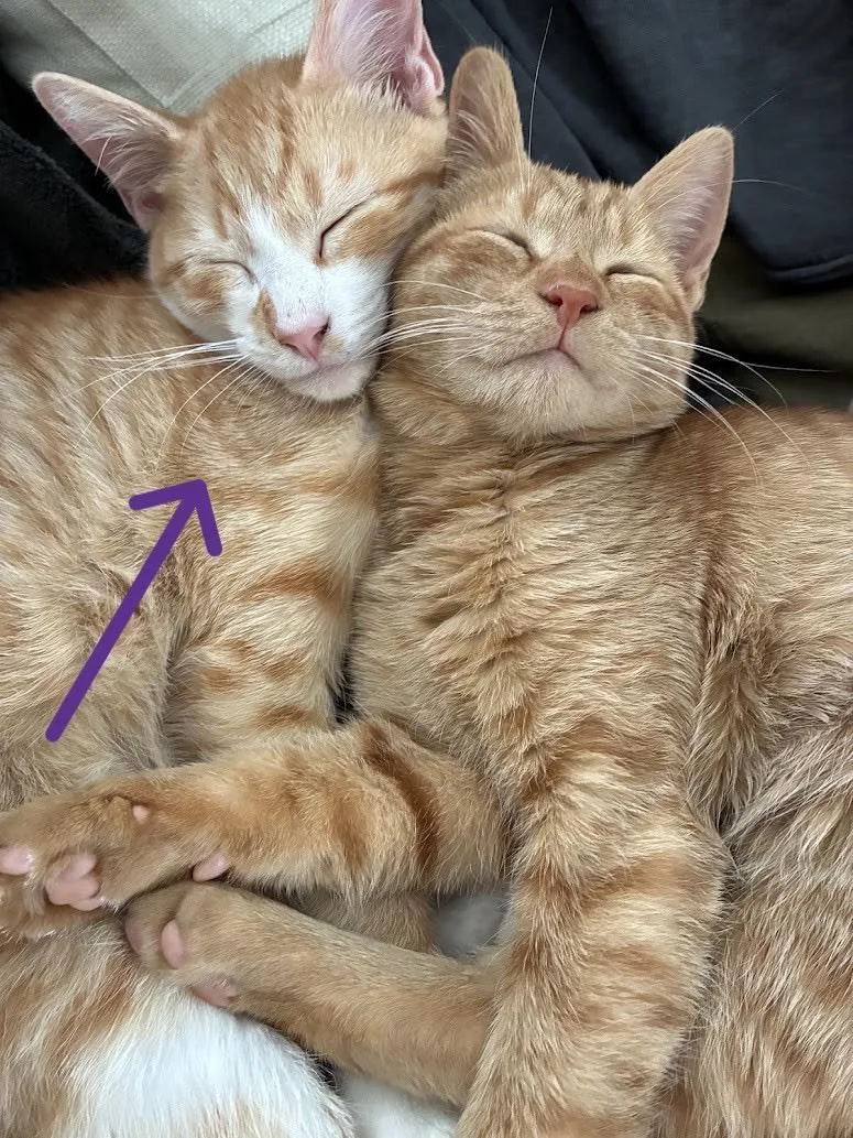 A baby medium-sized male Orange & White Domestic Short Hair cat named Otis for adoption in Jacksonville, FL