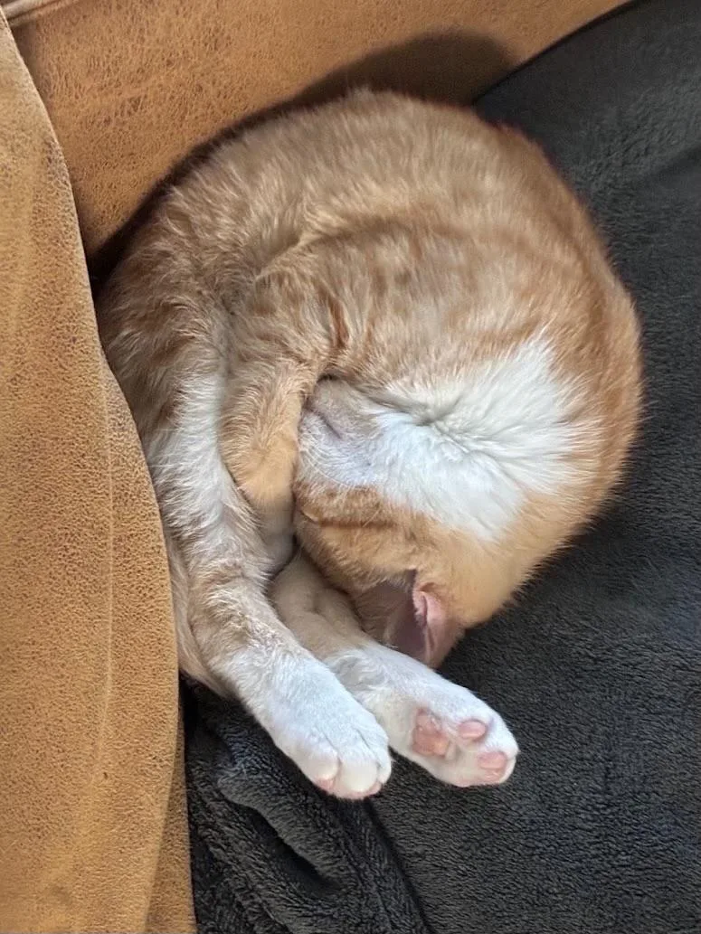 Otis thumbnail 3