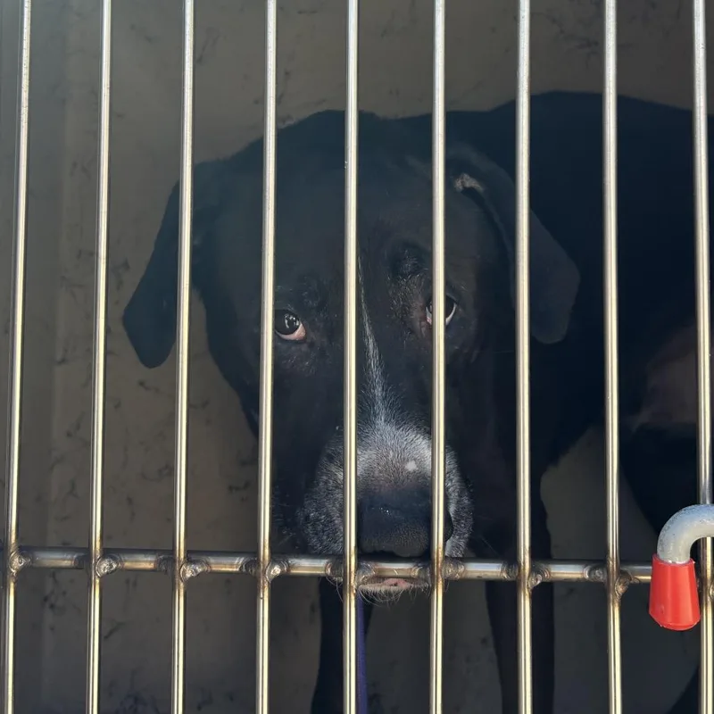 An adult large-sized male Black Labrador Retriever dog named Tex for adoption in League City, TX