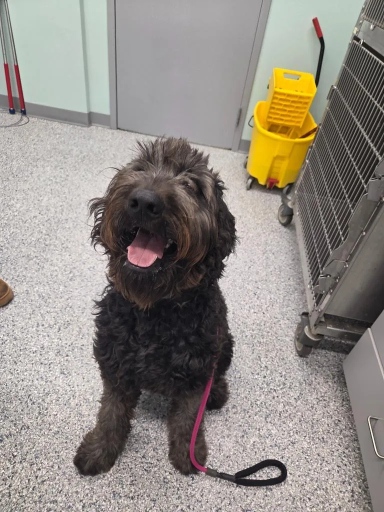 A young large-sized male Terrier dog named Thor for adoption in Athens, TN