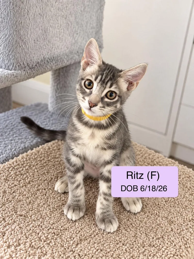 A baby medium-sized female Gray / Blue / Silver Domestic Short Hair cat named Ritz for adoption in Vacaville, CA
