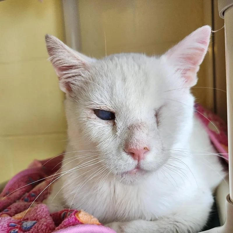 An adult large-sized male White Domestic Short Hair cat named Casper for adoption in Naples, FL