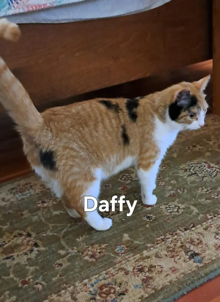 A baby large-sized female Domestic Short Hair cat named Daffy for adoption in Plattsburgh, NY