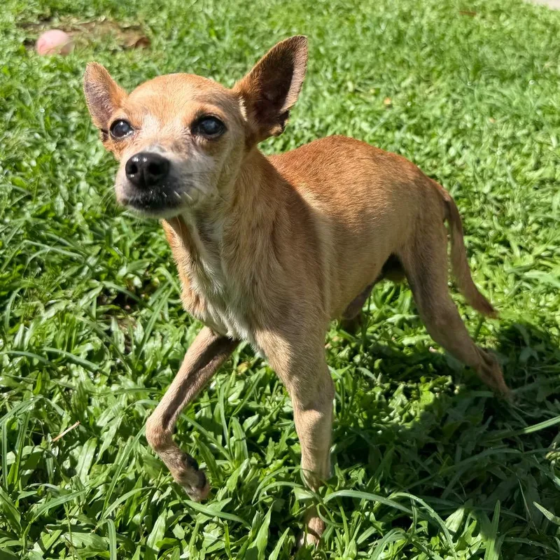 A senior small-sized male Yellow / Tan / Blond / Fawn Chihuahua dog named Kekoa for adoption in Keaau, HI