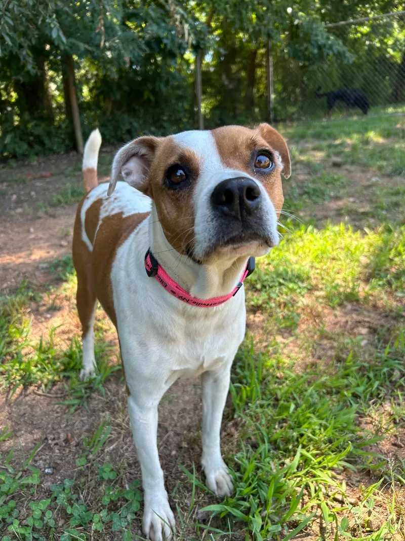 An adult medium-sized female Jack Russell Terrier dog named Stella May for adoption in Pacolet, SC