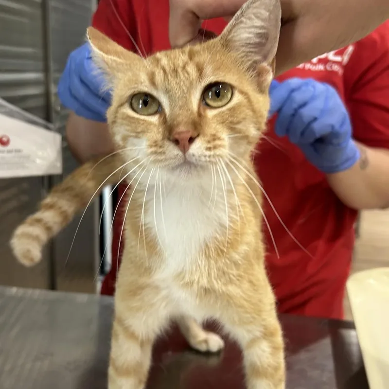 A young medium-sized female Orange / Red Domestic Short Hair cat named Lemon Meringue for adoption in Livingston, TX