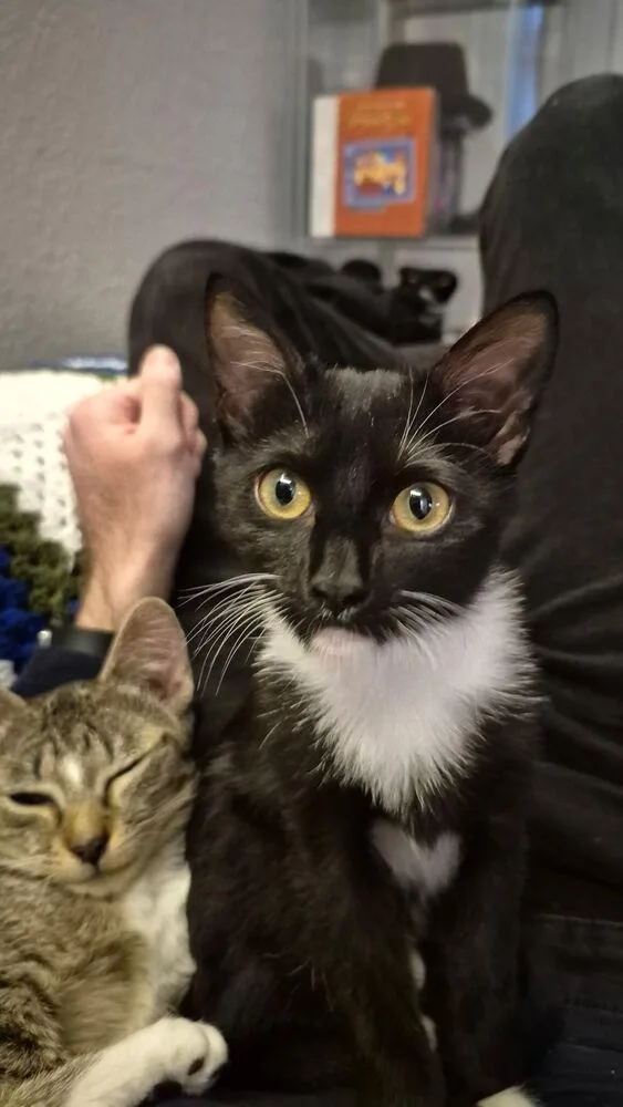 A baby small-sized female Black & White / Tuxedo Domestic Short Hair cat named Auri for adoption in Dallas, TX