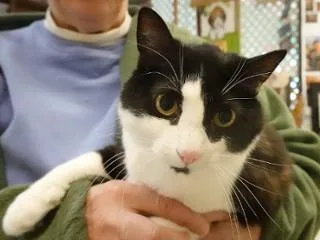 An adult medium-sized female Black Domestic Short Hair cat named Ivy for adoption in Anaconda, MT