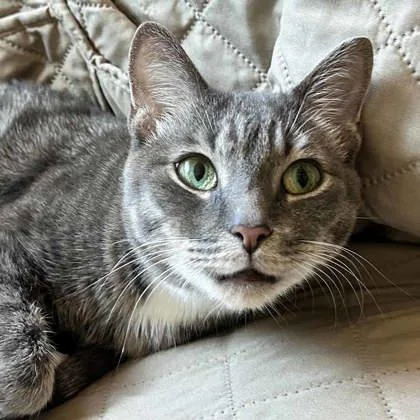 An adult small-sized female Gray / Blue / Silver Domestic Short Hair cat named Pokey for adoption in Atlanta, GA