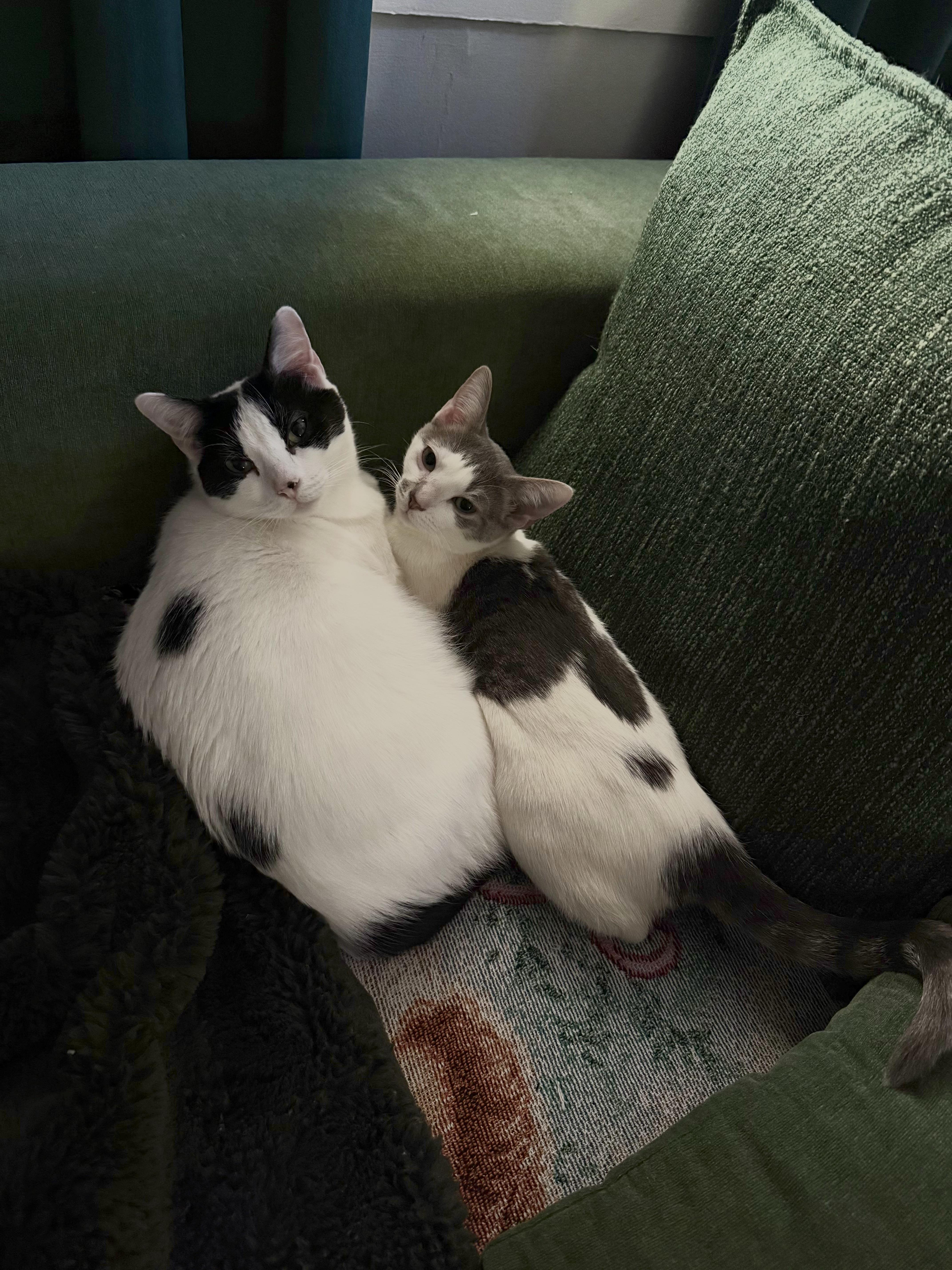 An adult medium-sized female Black & White / Tuxedo Domestic Short Hair cat named Ariel for adoption in Columbia, SC