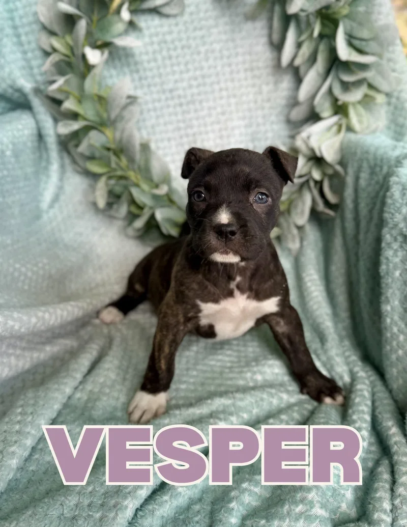 Vesper