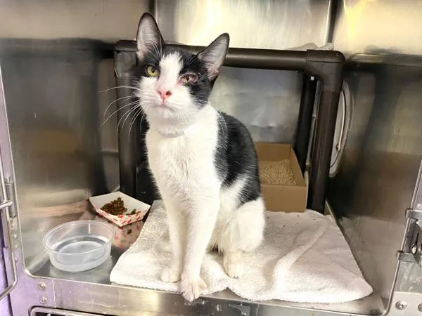 An adult medium-sized female Domestic Short Hair cat named Queen Esther for adoption in New York, NY
