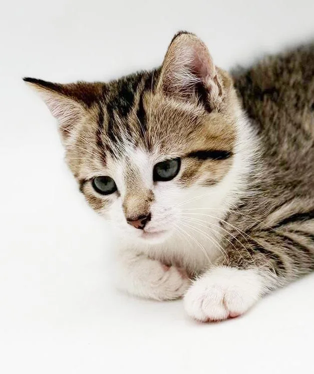 A baby small-sized female Turkish Van cat named Sally is SWEET SWEET for adoption in Bedford Hills, NY