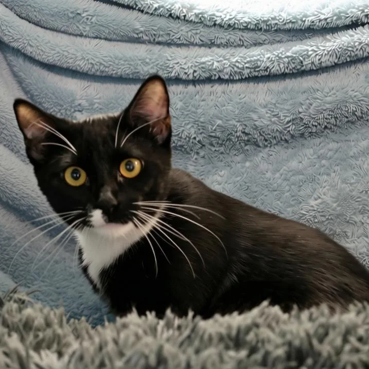 A young small-sized male Domestic Long Hair cat named Turtle for adoption in Santa Barbara, CA