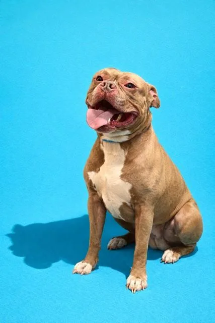 An adult large-sized male Mixed Breed dog named Barkship Trooper for adoption in Jacksonville, FL