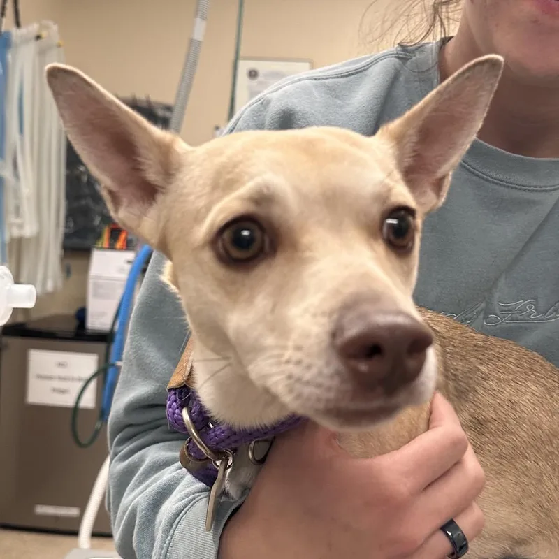 An adult small-sized female Yellow / Tan / Blond / Fawn Chihuahua dog named Skipper for adoption in Reno, NV