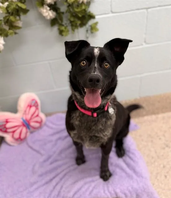 A young medium-sized female Australian Cattle Dog / Blue Heeler dog named Kennedy for adoption in Brighton, CO
