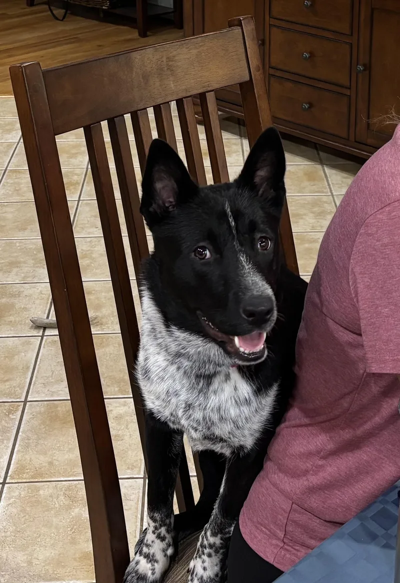 Rosemary thumbnail 2