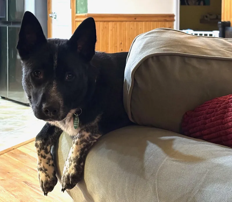 Rosemary thumbnail 3