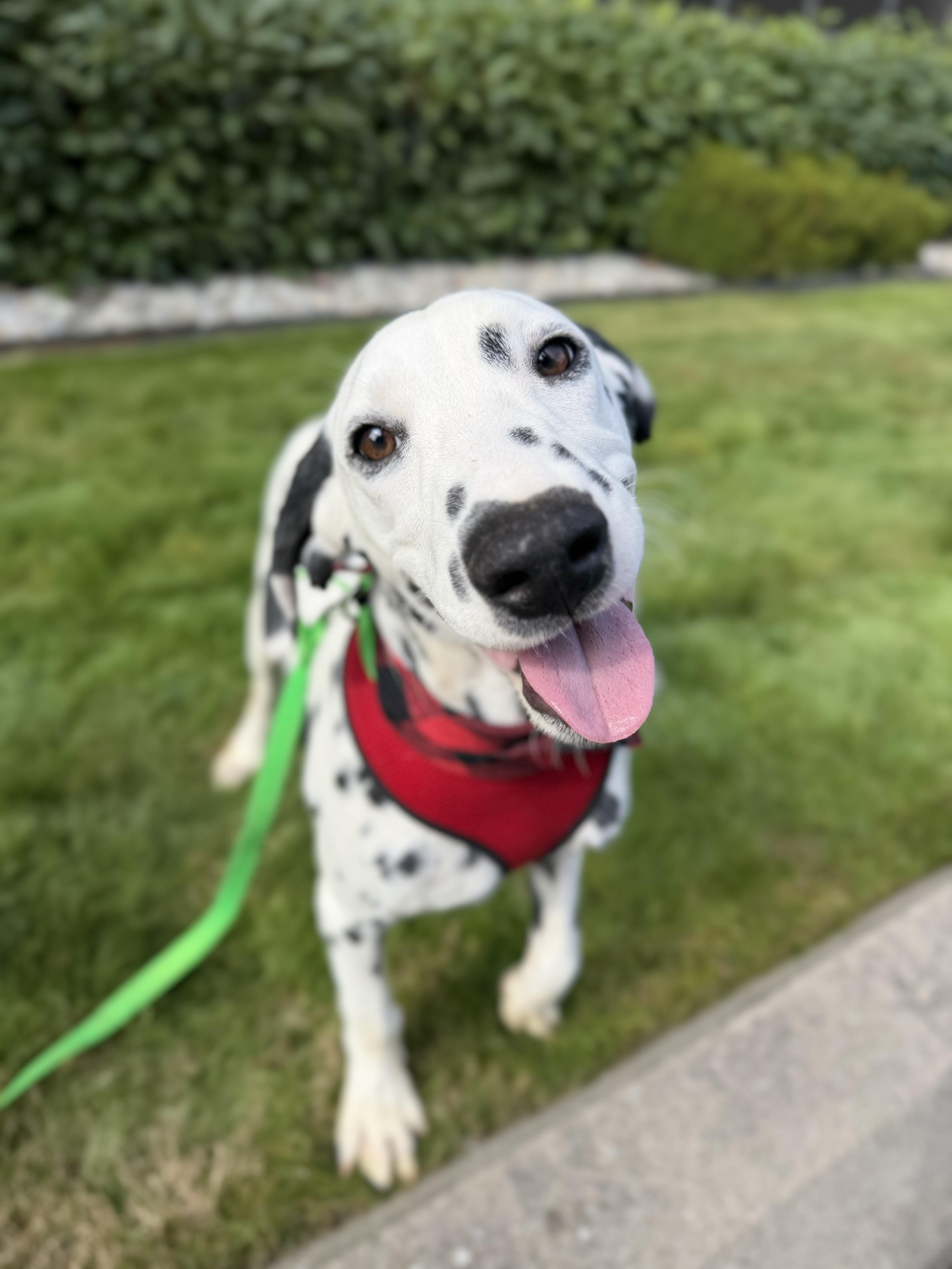 A baby medium-sized male Black Dalmatian dog named Spot for adoption in lynnwood , WA