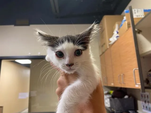 A baby small-sized female Domestic Long Hair cat named A for adoption in Modesto, CA