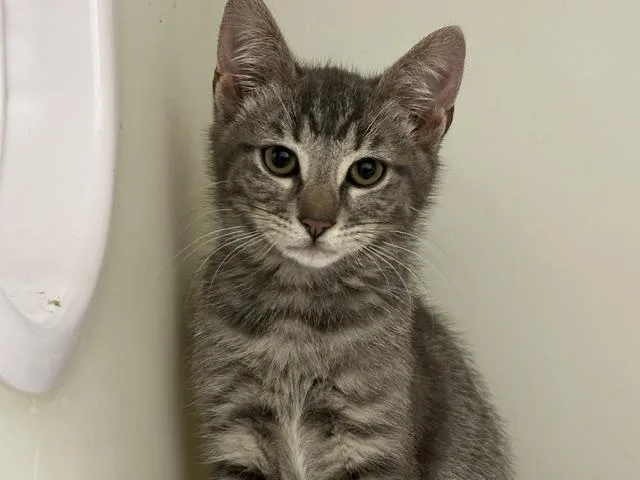 A baby small-sized male Domestic Short Hair cat named Garbanzo for adoption in McKinleyville, CA