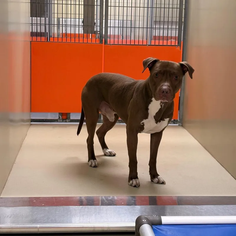 An adult medium-sized male Brown / Chocolate Mixed Breed dog named Graham for adoption in Philadelphia, PA
