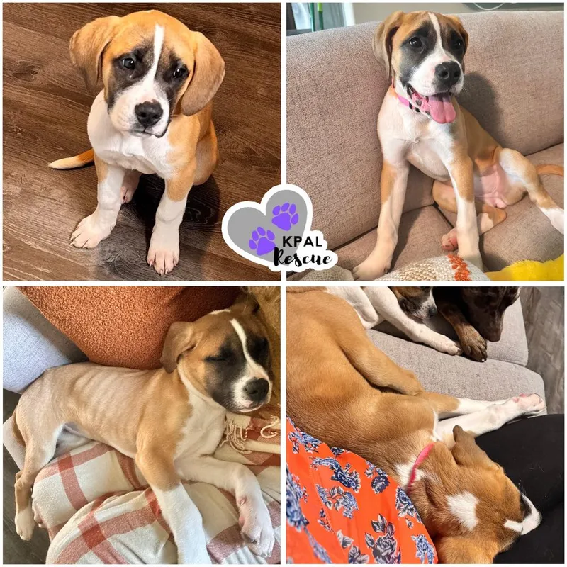 A baby large-sized female Saint Bernard dog named Cricket Fun & for adoption in Kenai, AK