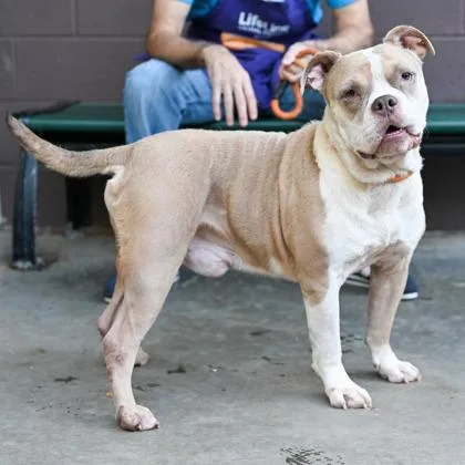 An adult large-sized male Mixed Breed dog named Eddie for adoption in Chamblee, GA