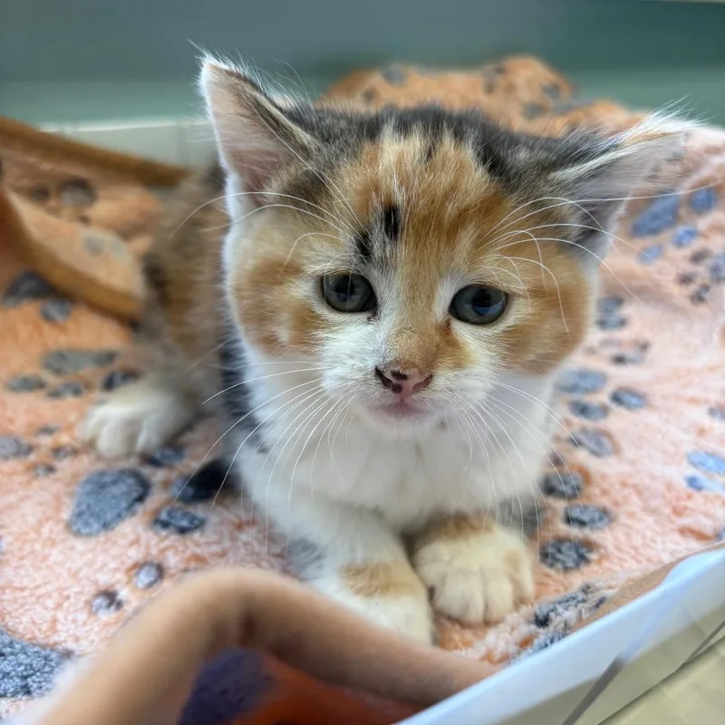 A baby small-sized female White Domestic Medium Hair cat named Mischief for adoption in New Fairfield, CT