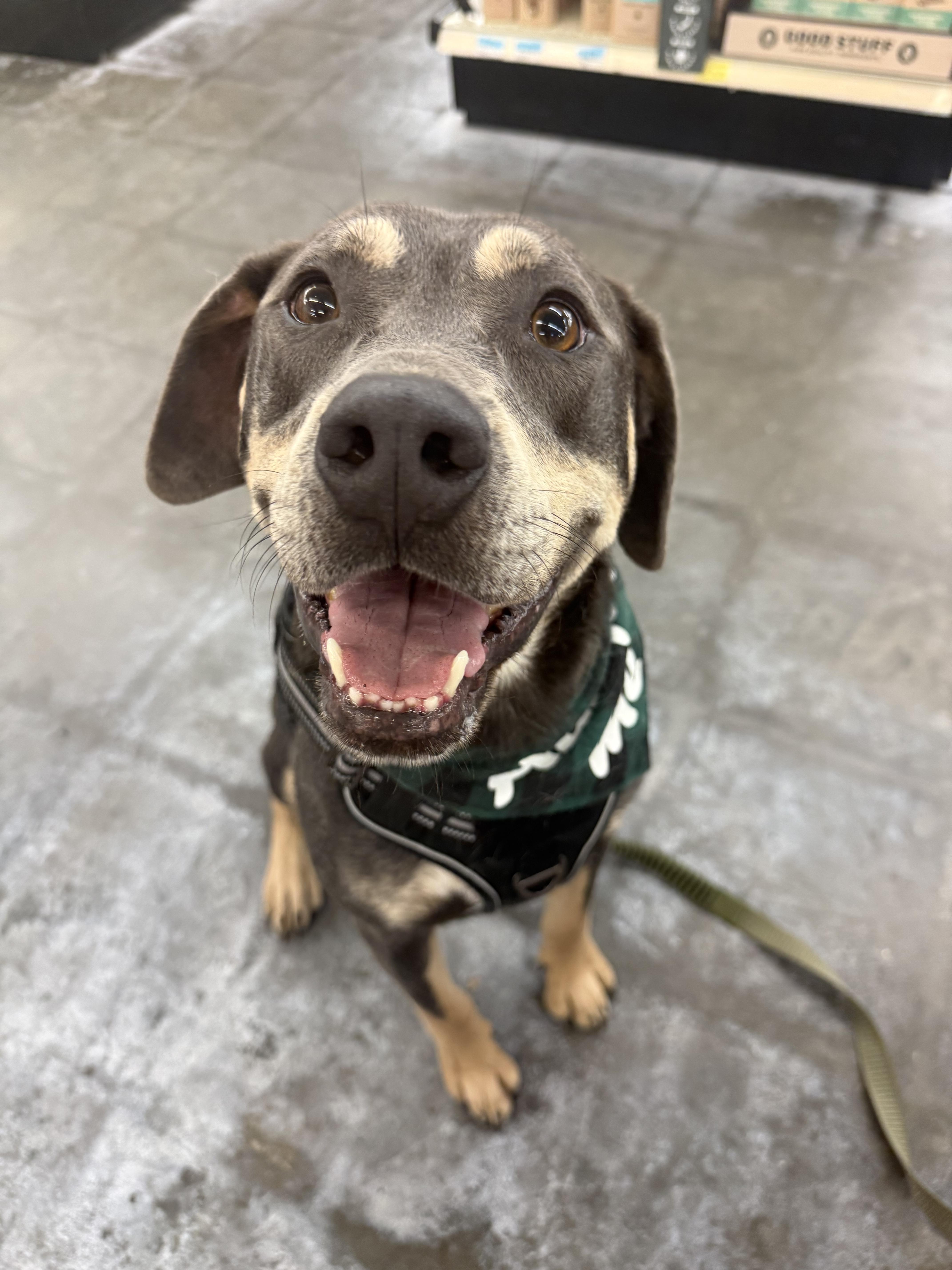 A young medium-sized male Gray / Blue / Silver Rottweiler dog named Moose for adoption in Hiawatha, KS