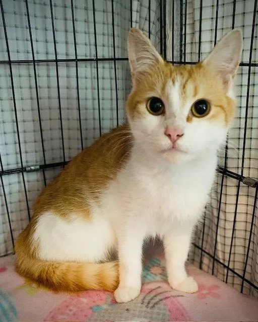 An adult medium-sized female Orange & White Domestic Medium Hair cat named Destiny for adoption in Duxbury, MA