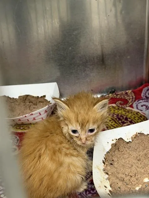 A baby small-sized female Domestic Long Hair cat named A for adoption in Pasadena, TX