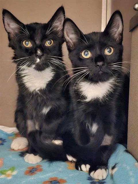 A baby medium-sized male Black & White / Tuxedo Domestic Medium Hair cat named Galahad for adoption in Clyde, NC